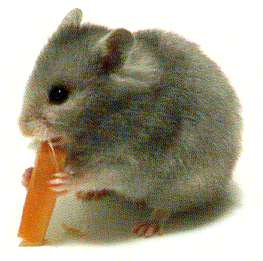 KŘEČÍK.png